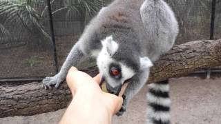 Ring tail lemurs eating grapes