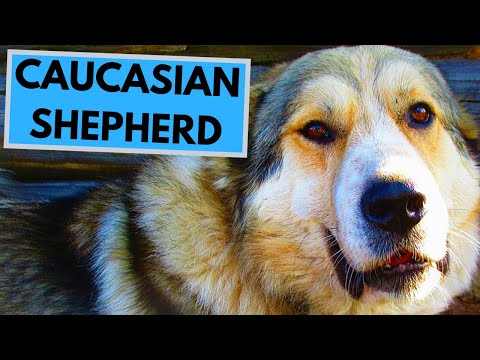 rocadog post: The Caucasian Shepherd is a powerful, alert and calm dog breed. There are TOP 10 interesting facts a