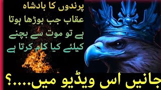 Most Amazing Story About Eagle Shaheen Urdu Doentary On Uqaab