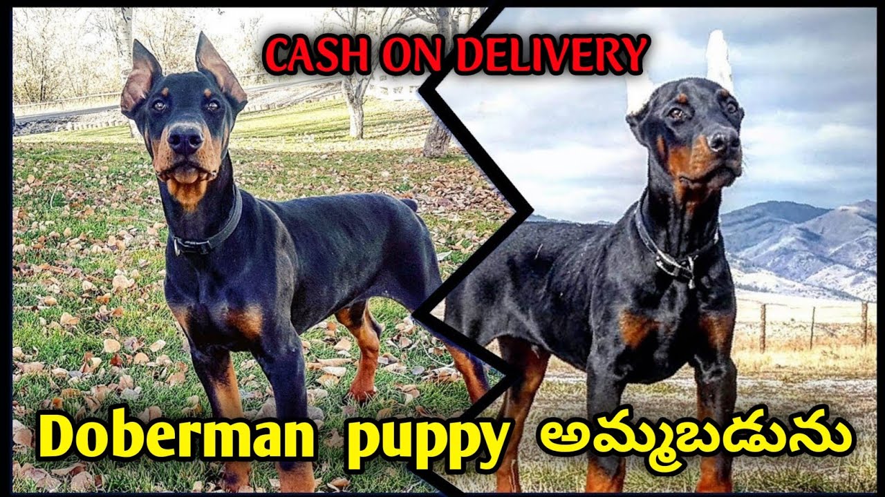 Top quality doberman puppies for sale in Hyderabad 8008759369 IN low price YouTube