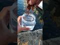 漁港が大変！大量の虫を散乱させると夥し事になった