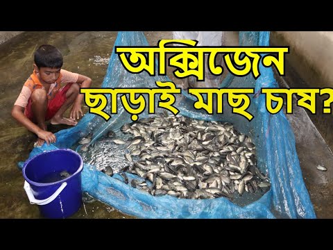 ভিডিও: ট্রাউট কীভাবে সংরক্ষণ করবেন