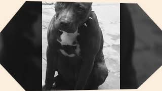American Pit Bull Terrier Kira