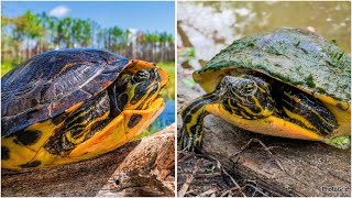 Yellow Bellied Sliders VS Cooters! How to Tell The Differences!