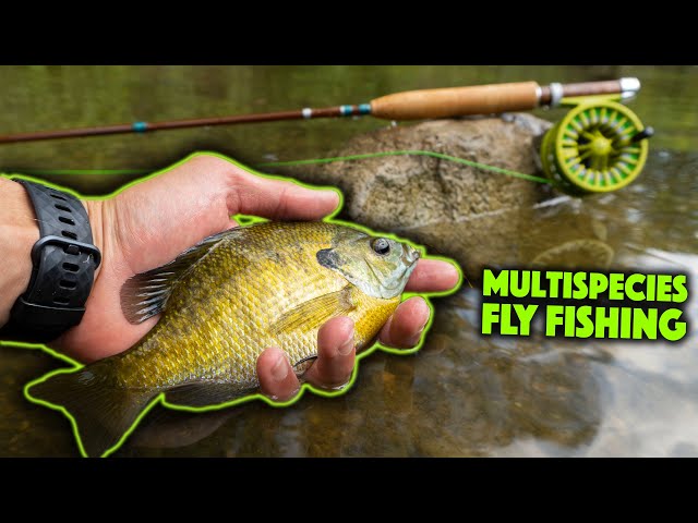 Catching Creek Panfish On A CUSTOM Fly Rod! 