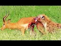 Half an Impala Tries Escaping Hyena