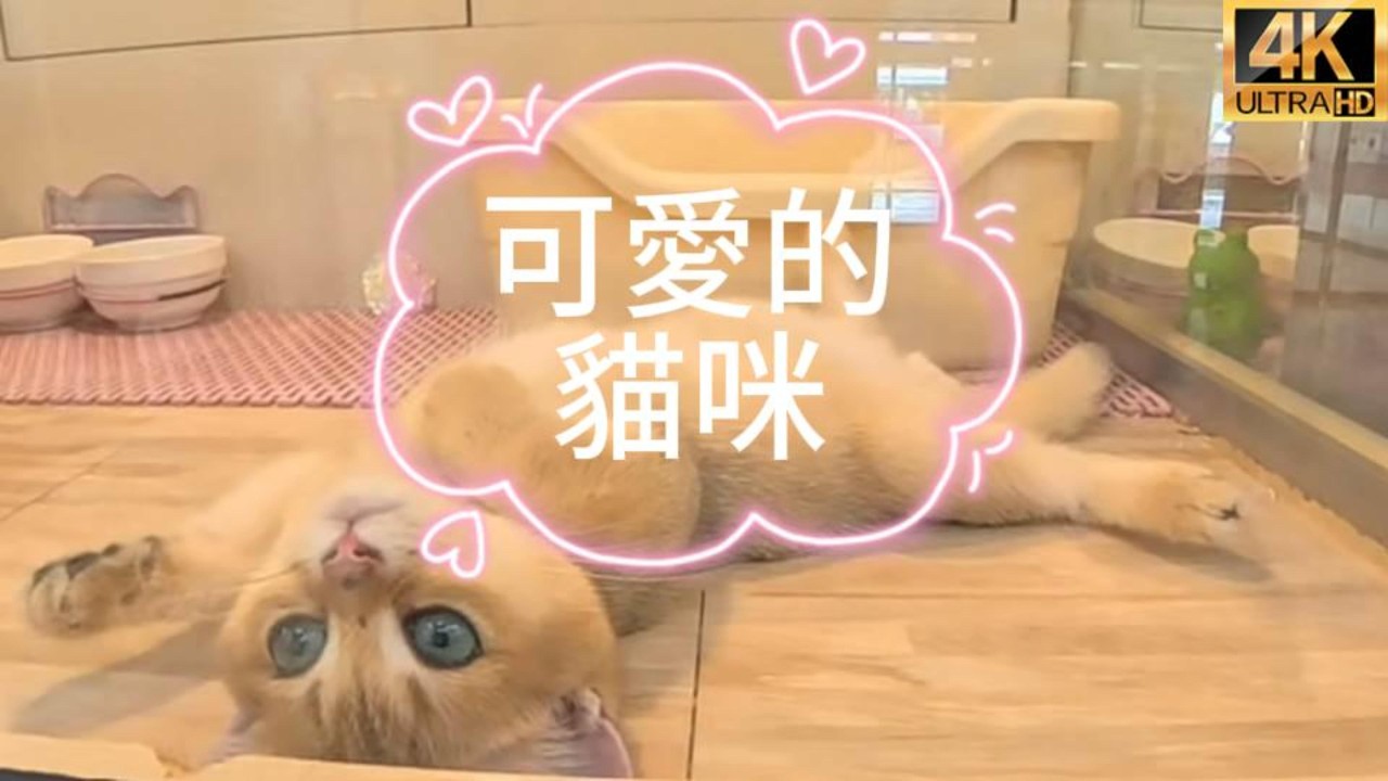 TAIWAN遇見可愛寵物貓咪｜旅途中讓人忍不住停下腳步的療癒時刻!#可愛貓咪 #寵物貓 #貓咪 #萌貓 #貓咪日常 #貓奴 #療癒貓咪 #毛孩子 #可愛動物 #貓咪影片 #CuteCat 縮圖