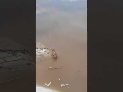 Detik2 anjing di baham buaya