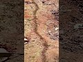 Millions of Ants Marching in a Perfect Line #ants #antcolony #nature