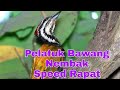 Pelatuk Bawang Tembakan Speed Rapet Durasi Panjang Jernih Mp3 - Mp4 Download