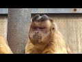 夢見ヶ崎動物公園のフサオマキザル の動画、YouTube動画。