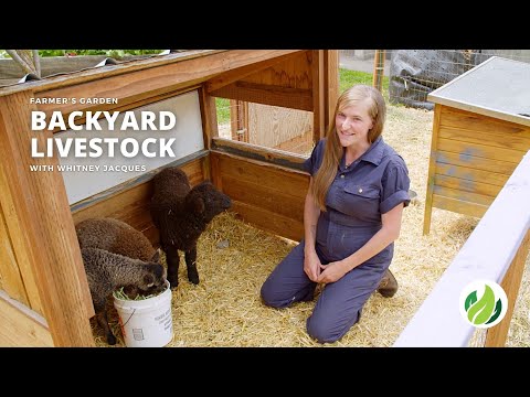 Video: Backyard Livestock 101: Una Guida Agli Animali Più Comuni Per L'agricoltura Urbana
