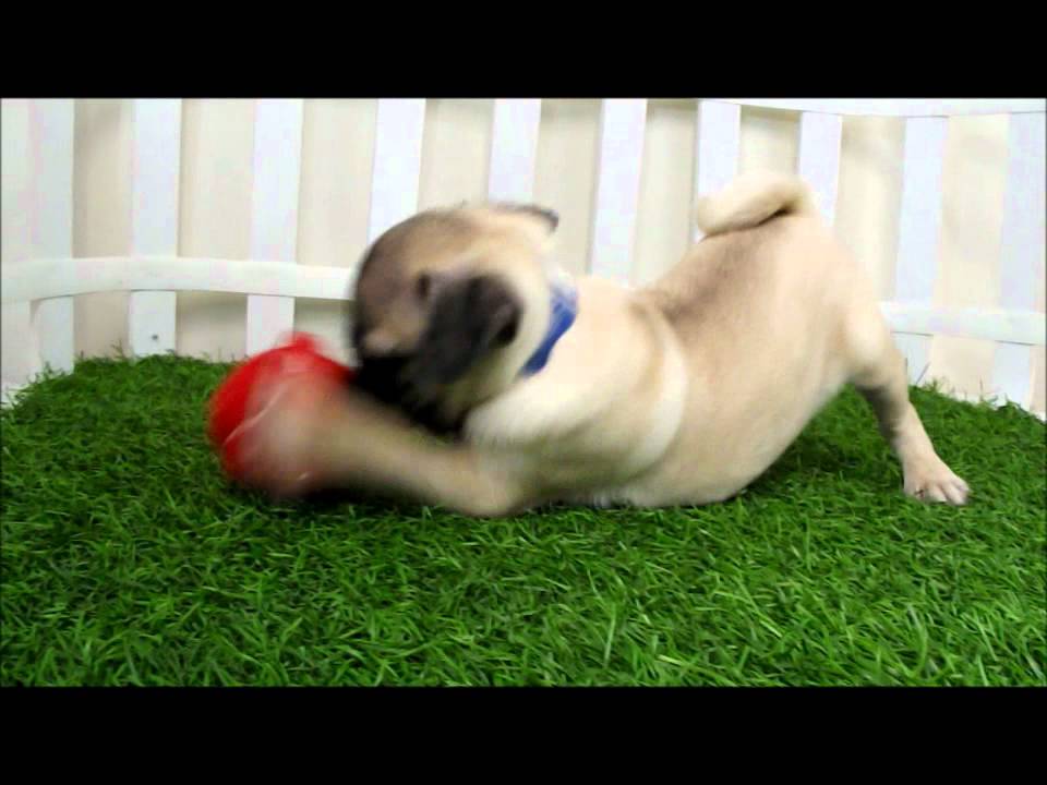 Puppies For Sale San Diego Pug Pug The Adorable Pug Puppies For Sale