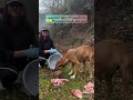 از بی پناهی وگشنگی در این بیابون دوست سگها غذا رسانی کمک رحمان گربه حق زندگی سگ 