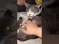 構ってほしくて怒られる…優しく指導する猫のちゅうた【猫のちゅうた】#cat #猫 #保護猫 #shorts