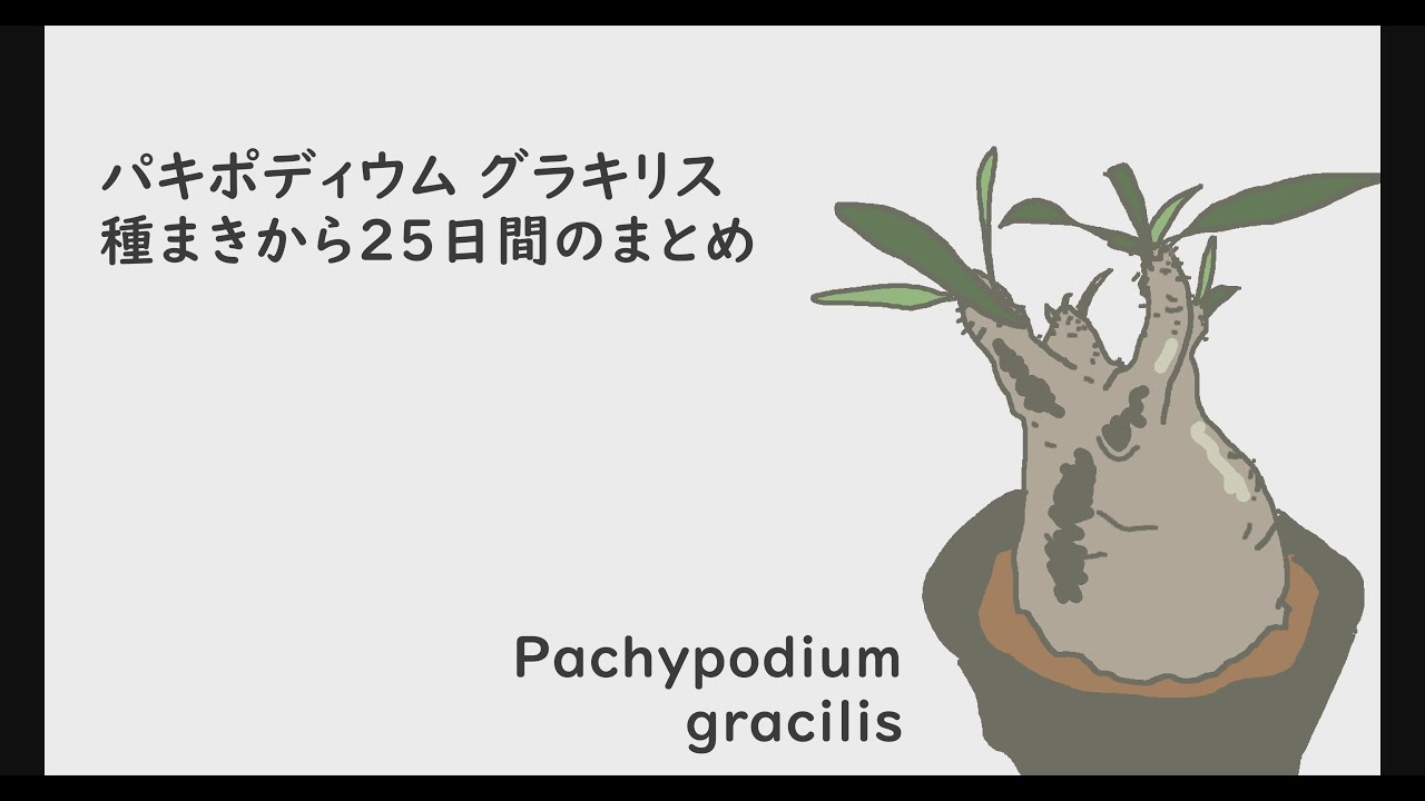 パキポディウム グラキリス 種まき 発芽 子株まで25日間いったんまとめ Youtube