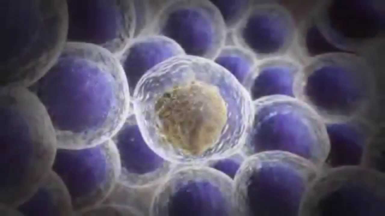 HEMATOPOYESIS