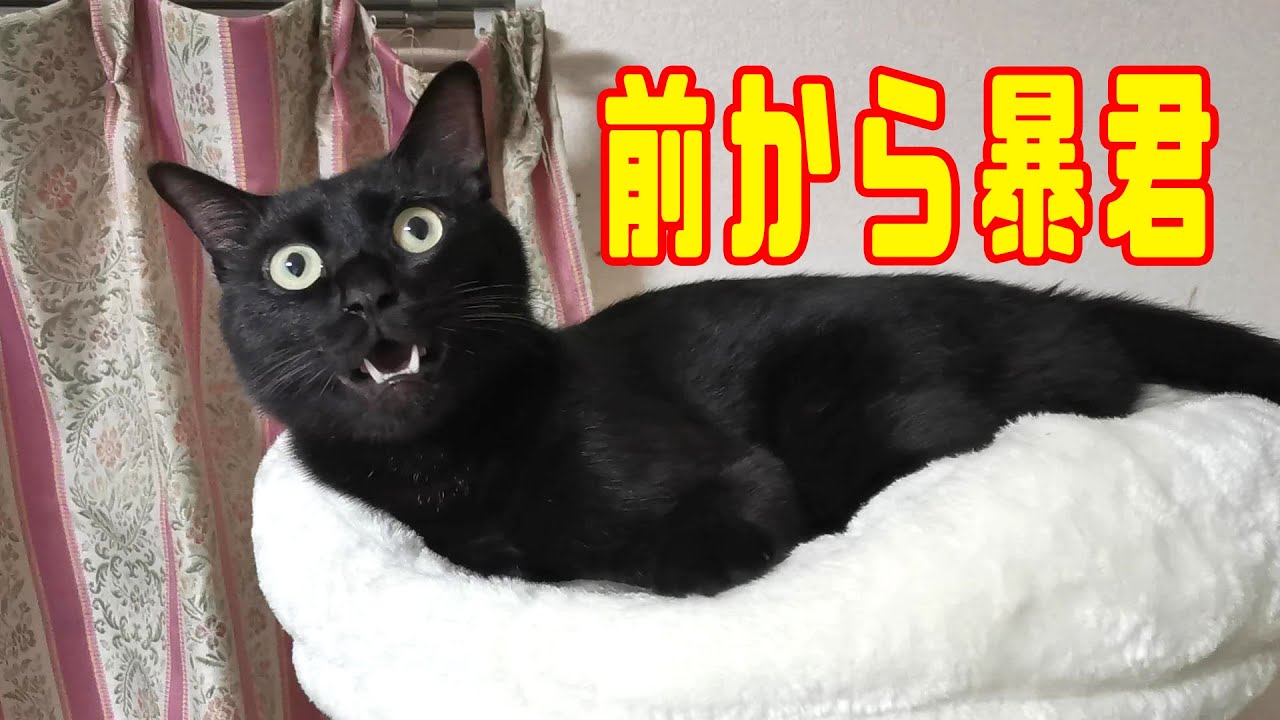 拾った7匹のその後】ポポちゃん【黒猫♀】 - YouTube