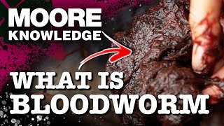 WHY BLOODWORM IS THE MOST EFFECTIVE BIG CARP ATTRACTOR! 🪱