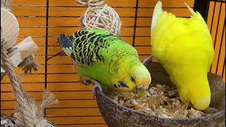 7 Hours Of Budgie Sounds For Lonely Birds