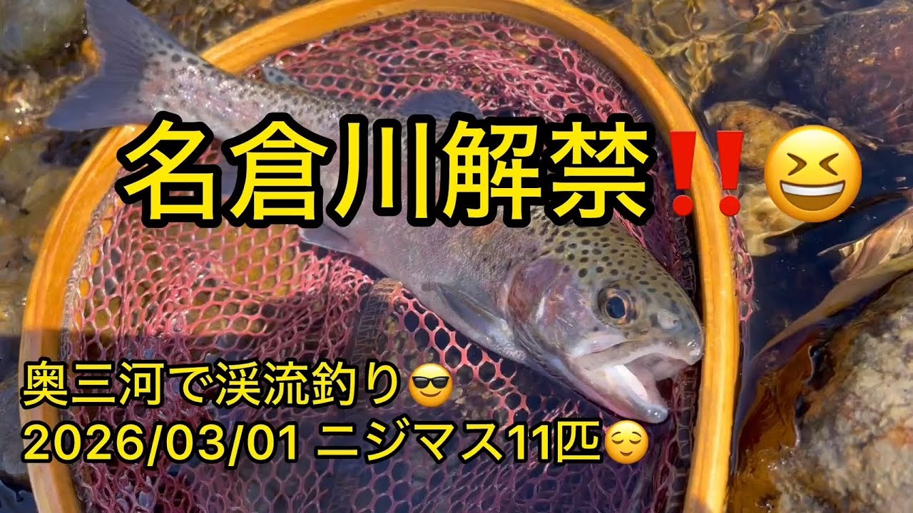 2026/03/01 奥三河で渓流釣り😎 名倉川解禁‼️😆ニジマス11匹😌 #渓流