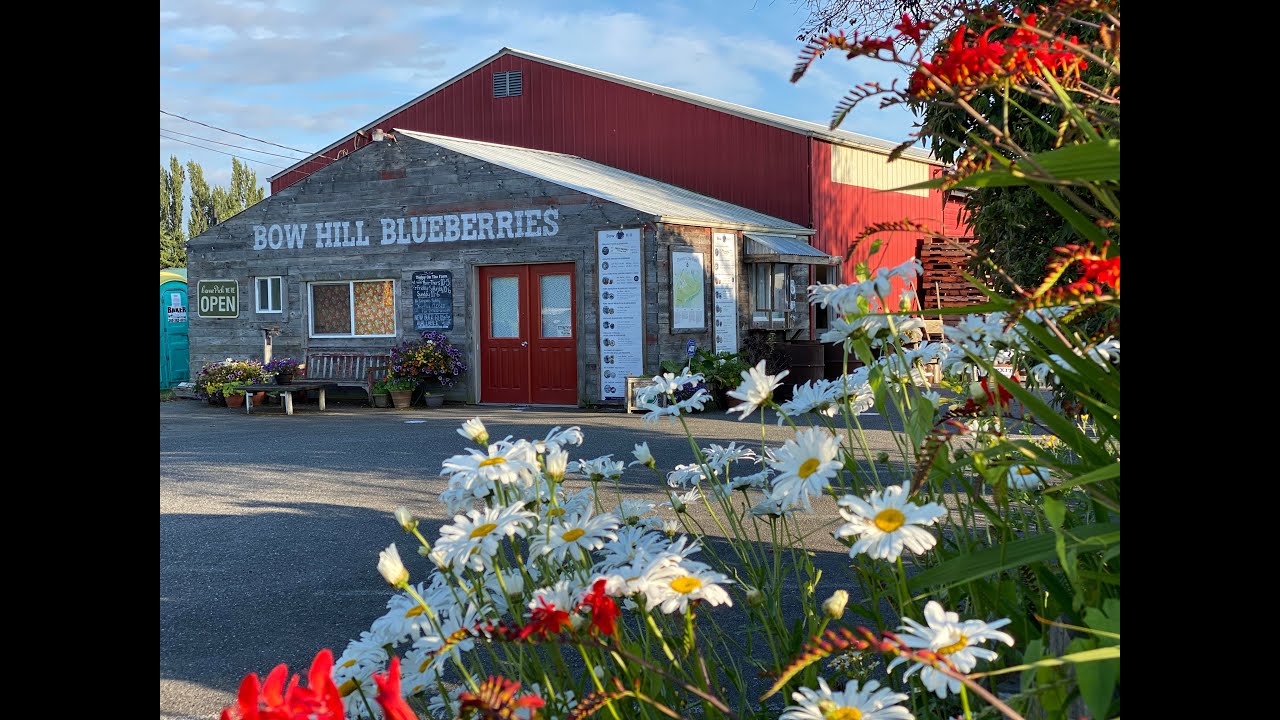 Bow Hill Blueberries of Bow Washington is now for sale! YouTube