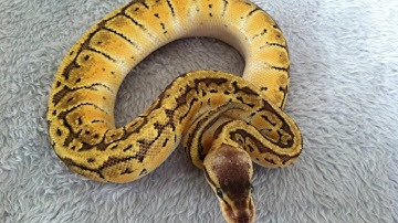 Unboxing a Lemon Blast Ball Python