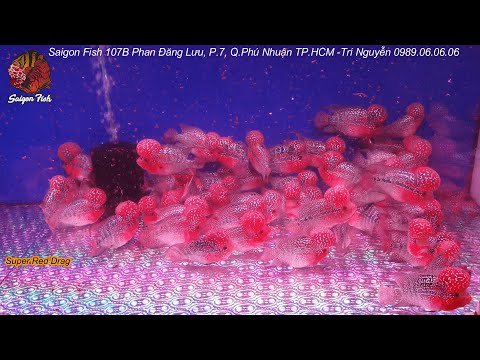 Video Tiếp tục lên Lô cá La Hán Thái Châu Rồng đỏ super Red... - youtube