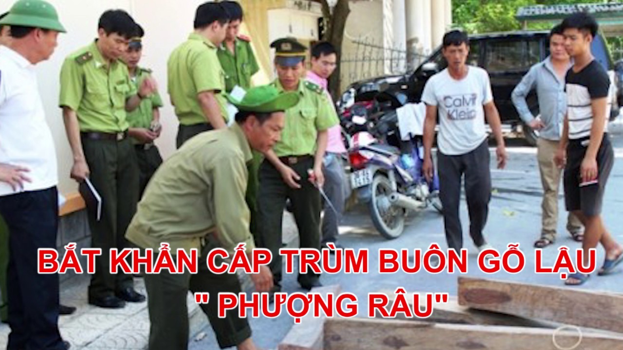 BẮT KHẨN CẤP TRÙM BUÔN LẬU GỖ PHƯỢNG RÂU, CÁCH CHỨC HẠT TRƯỞNG| VN -Thời sự - YouTube