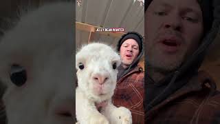 Farm animals that are pure entertainment gold #petsforyou #fencing #exoticbirds #premium #beststuff