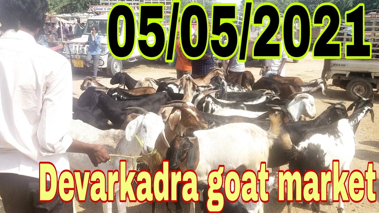goat market-goat market in india-goat market videos-devarkadra santa-goats