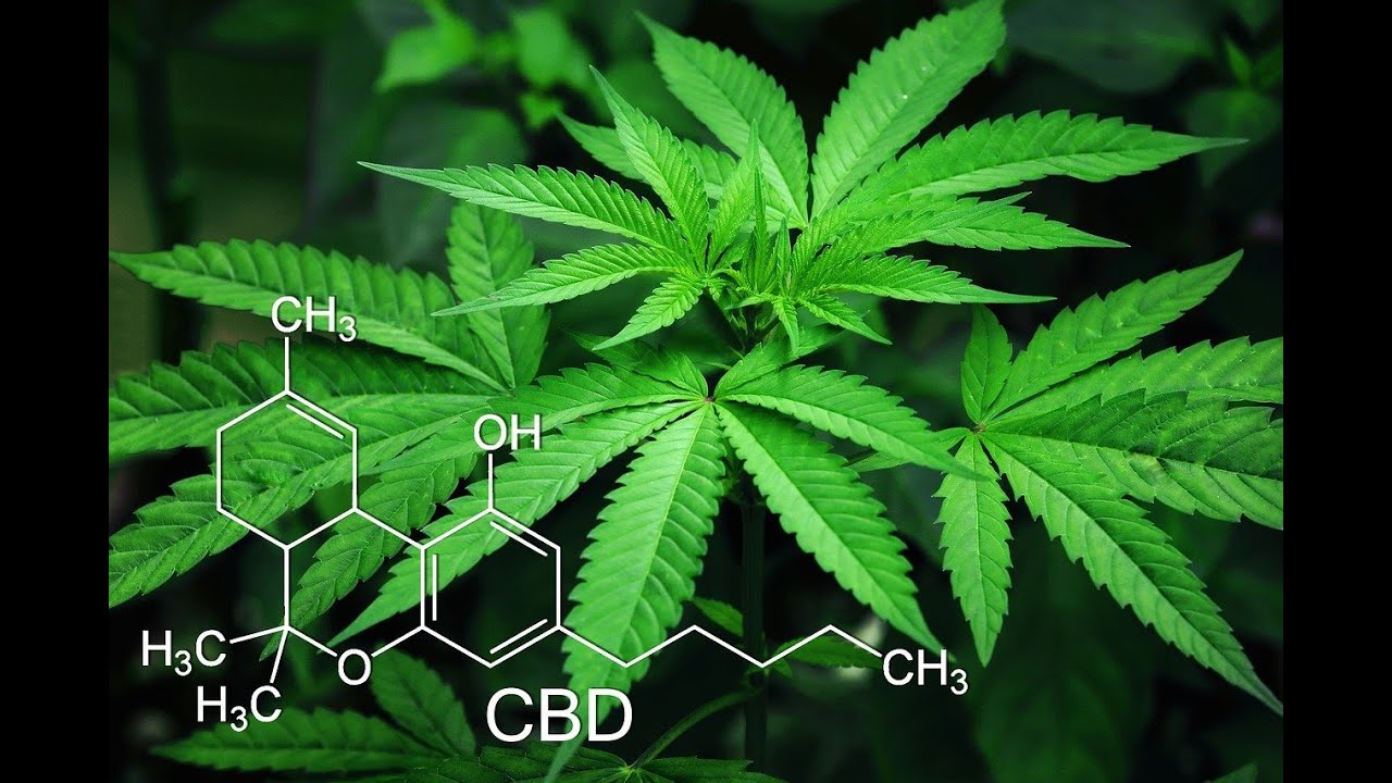 CANNABIDIOL (CBD) / ACEITE CBD / GUÍA CULTIVO PART.1