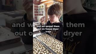 Freeze dried marshmallows - make your own! #shorts #freezedried #homemadegifts