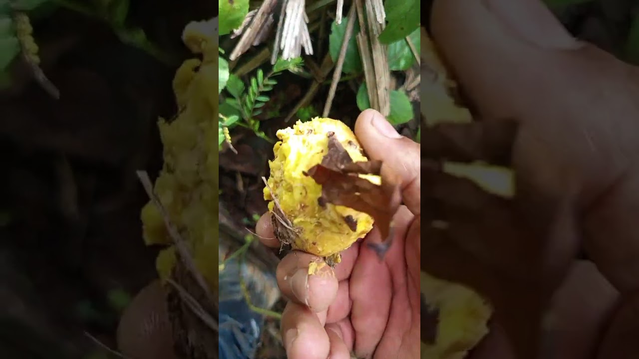 Caçada diferente hoje , caçada top de mais no pé de piquia #nature shorts