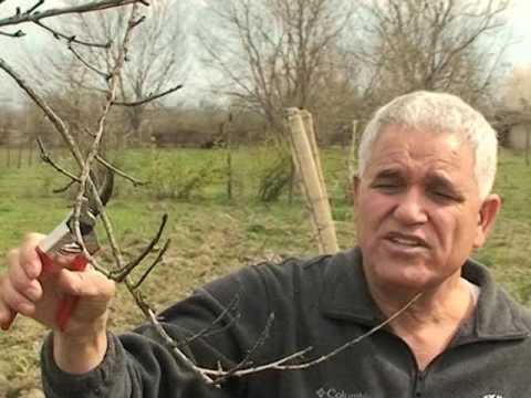 ატმის გასხვლა