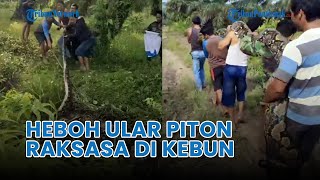 ®️ 🔴 Heboh Warga Tangkap Ular Piton Raksasa di Kebun Sawit