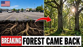 They Buried a Forest Under a Parking Lot in 1962 It s Still Alive Down There