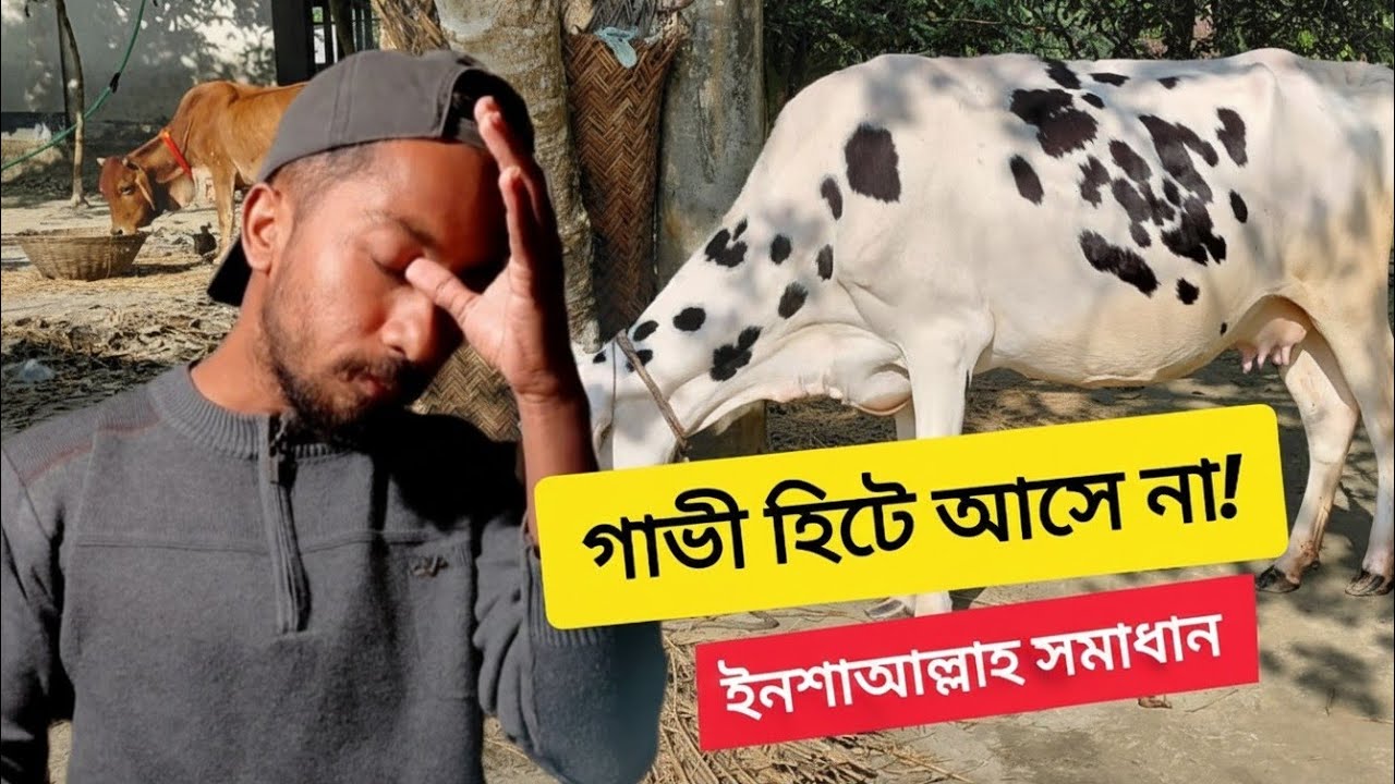 বকনা হিটে না আসলে কী করবেন? সঠিক সমাধান এক ভিডিওতে | বাস্তব অভিজ্ঞতা থেকে বলছি 