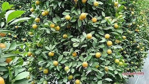 Quất cảnh tết 2026 tại Hưng Yên quất tết dáng tháp thông bán quất cảnh tết 2026