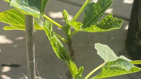 No Figs on my fig tree, why???