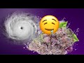 Slurricane Strain Review 🍇 ⛽️ 💨💨