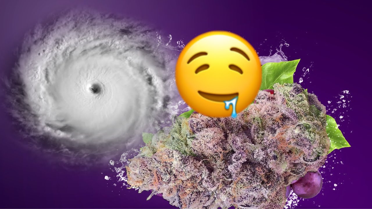 Slurricane Strain Review 🍇 ⛽️ 💨💨