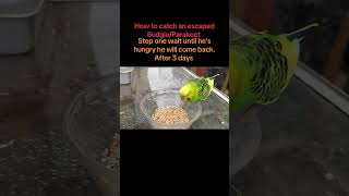 How to catch an escapee Budgie/Parakeet(Kubla Kraus) #budgies #birds #budgie #parakeet #parrot