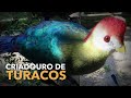 Criação de TURACOS | Criadouro de Aves Exóticas | #BIRDTV