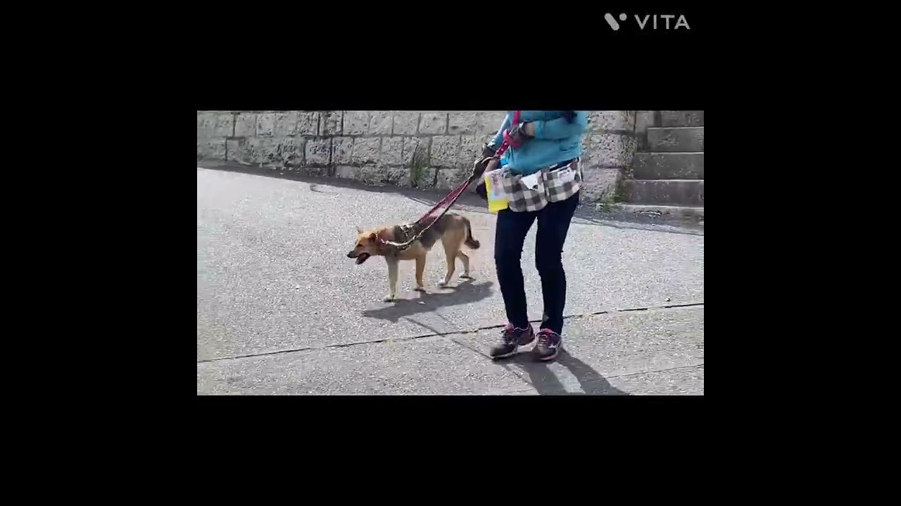 保護犬 ブラウンちゃん 外トレーニング二回目 Youtube