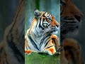 Tiger 4K Dolby Vision – Powerful Wild Animal &amp; Relaxing Nature Scene