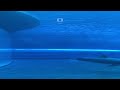 POV: two ORCAS swam up to her face and chose peace 💀 #Shorts
