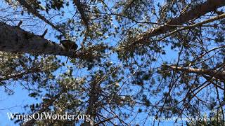 Barred Owl ... wait for it! @KenScottPhotography