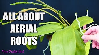 Orchid aerial roots  Why Orchids grow them, what to do about them