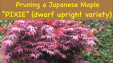 Pruning a japanese maple "PIXIE"